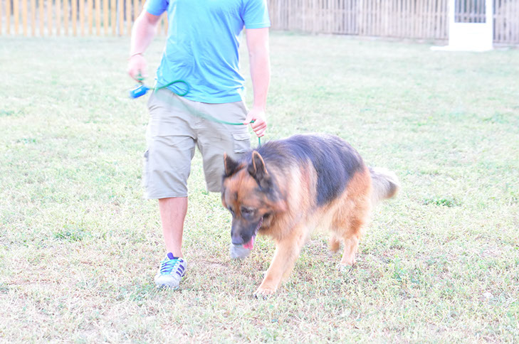 oscar dog trainer
