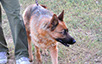 oscar dog trainer