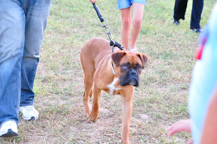 oscar dog trainer