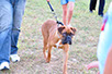 oscar dog trainer