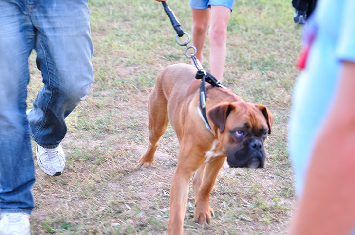 oscar dog trainer