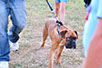 oscar dog trainer