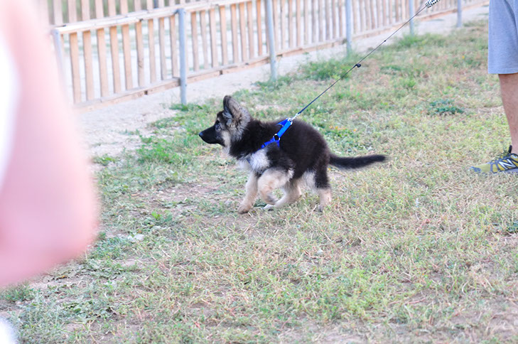 oscar dog trainer
