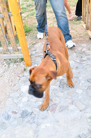 oscar dog trainer