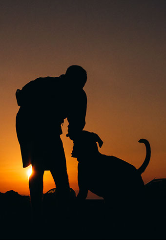 Stratos Paleo Photography dog in the sunset