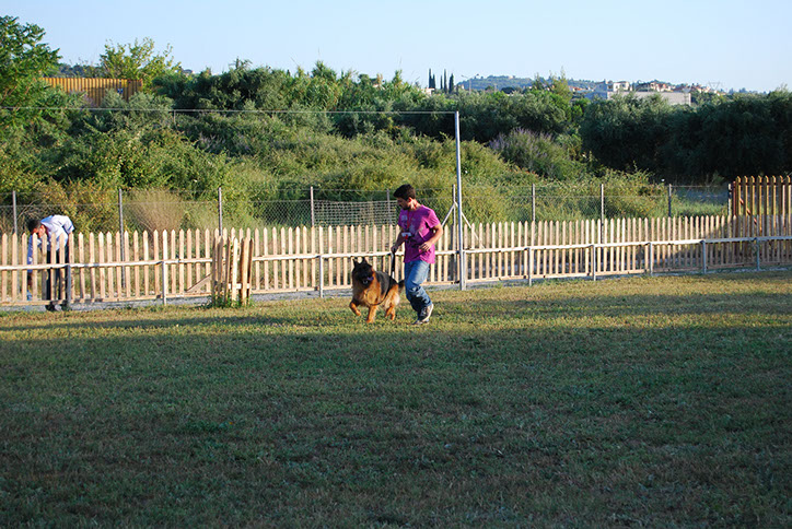 oscar dog trainer