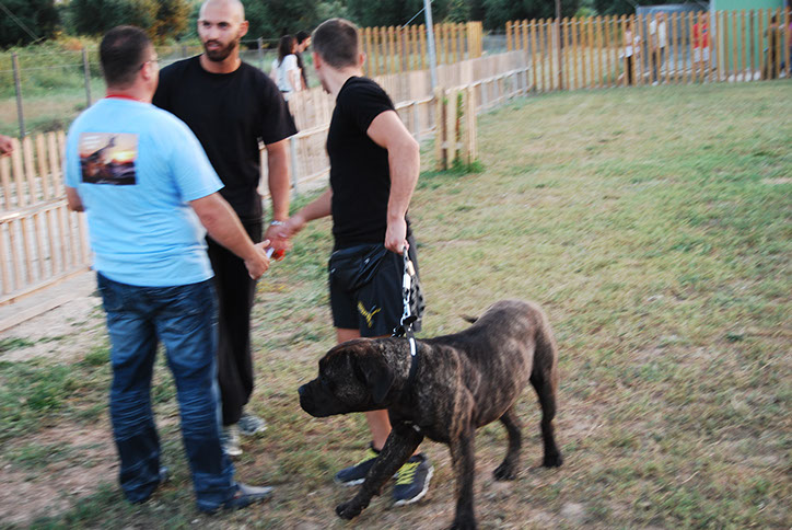 oscar dog trainer