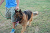 oscar dog trainer
