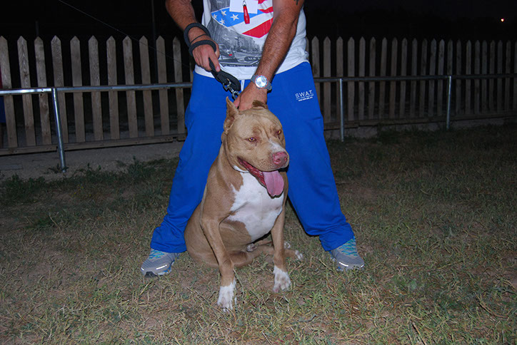 oscar dog trainer
