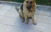 oscar dog trainer