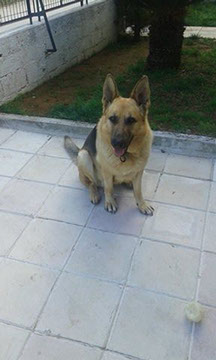 oscar dog trainer
