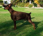 oscar dog trainer