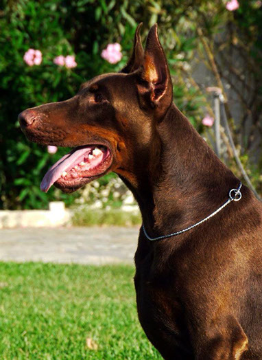 oscar dog trainer