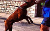 oscar dog trainer
