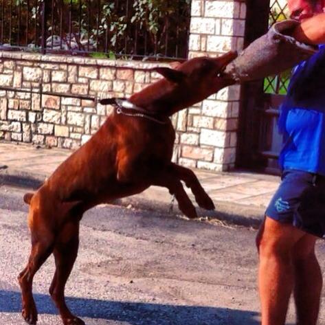 oscar dog trainer