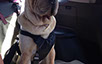 oscar dog trainer