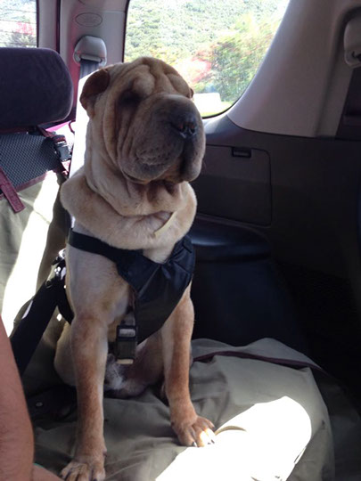 oscar dog trainer