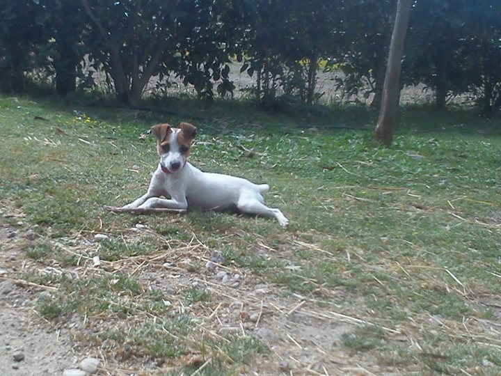 oscar dog trainer