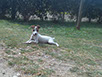 oscar dog trainer