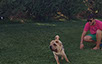 oscar dog trainer
