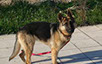 oscar dog trainer