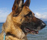 oscar dog trainer
