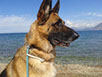 oscar dog trainer