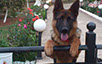 oscar dog trainer