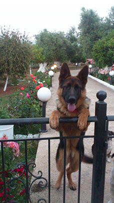 oscar dog trainer
