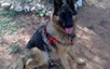 oscar dog trainer