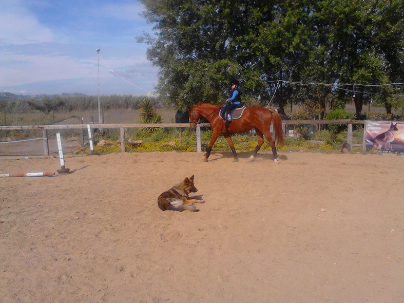 oscar dog trainer