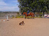 oscar dog trainer