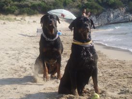 oscar dog trainer