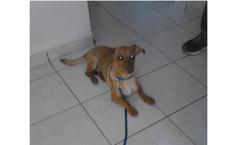 oscar dog trainer