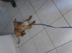 oscar dog trainer