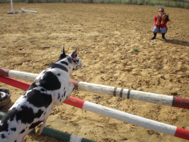 oscar dog trainer