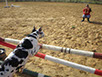 oscar dog trainer