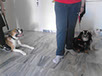 oscar dog trainer