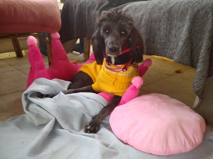 oscar dog trainer