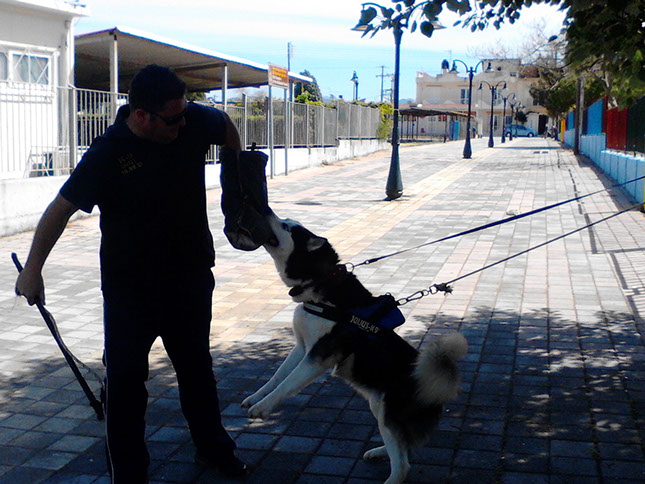 oscar dog trainer