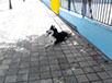 oscar dog trainer