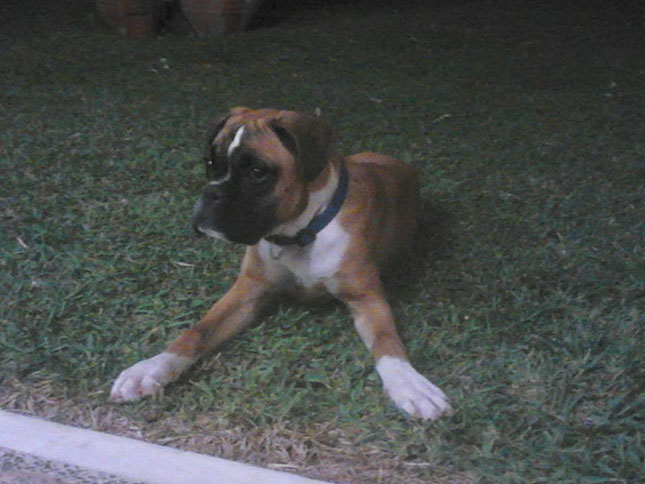 oscar dog trainer
