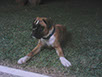 oscar dog trainer