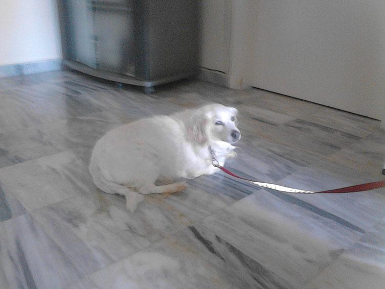 oscar dog trainer