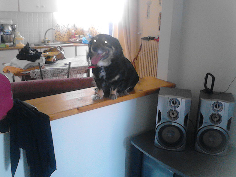 oscar dog trainer