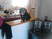 oscar dog trainer