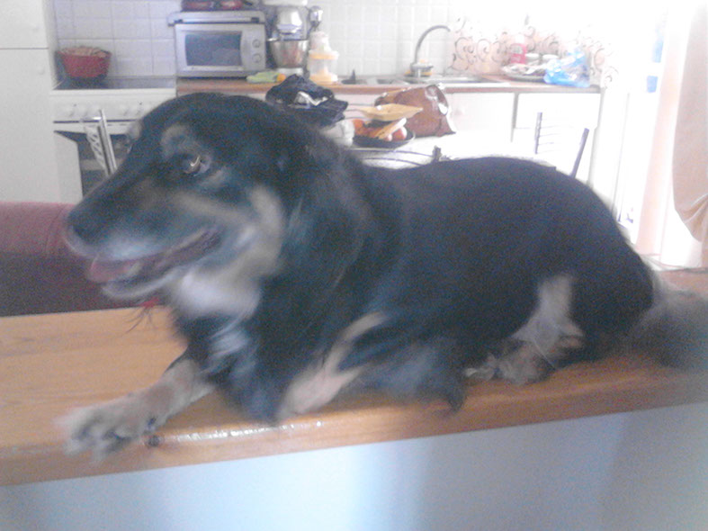 oscar dog trainer