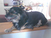 oscar dog trainer