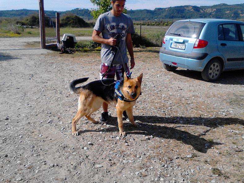 oscar dog trainer