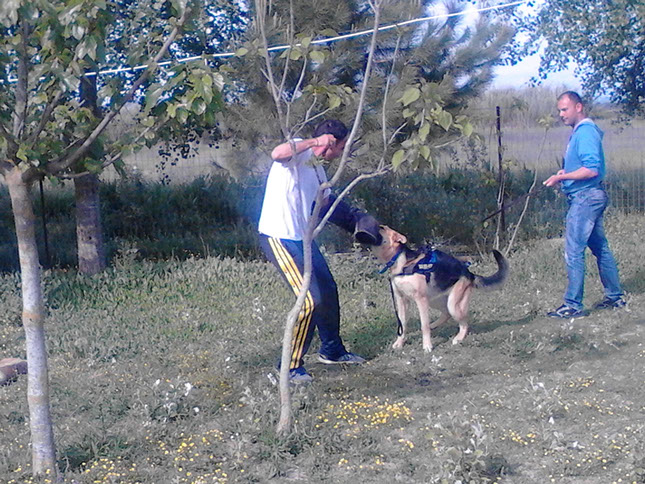 oscar dog trainer
